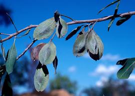   Fruits:   Terminalia canescens ; Photo by J.W. Wrigley, Atlas of Living Australia, ala.org.au
